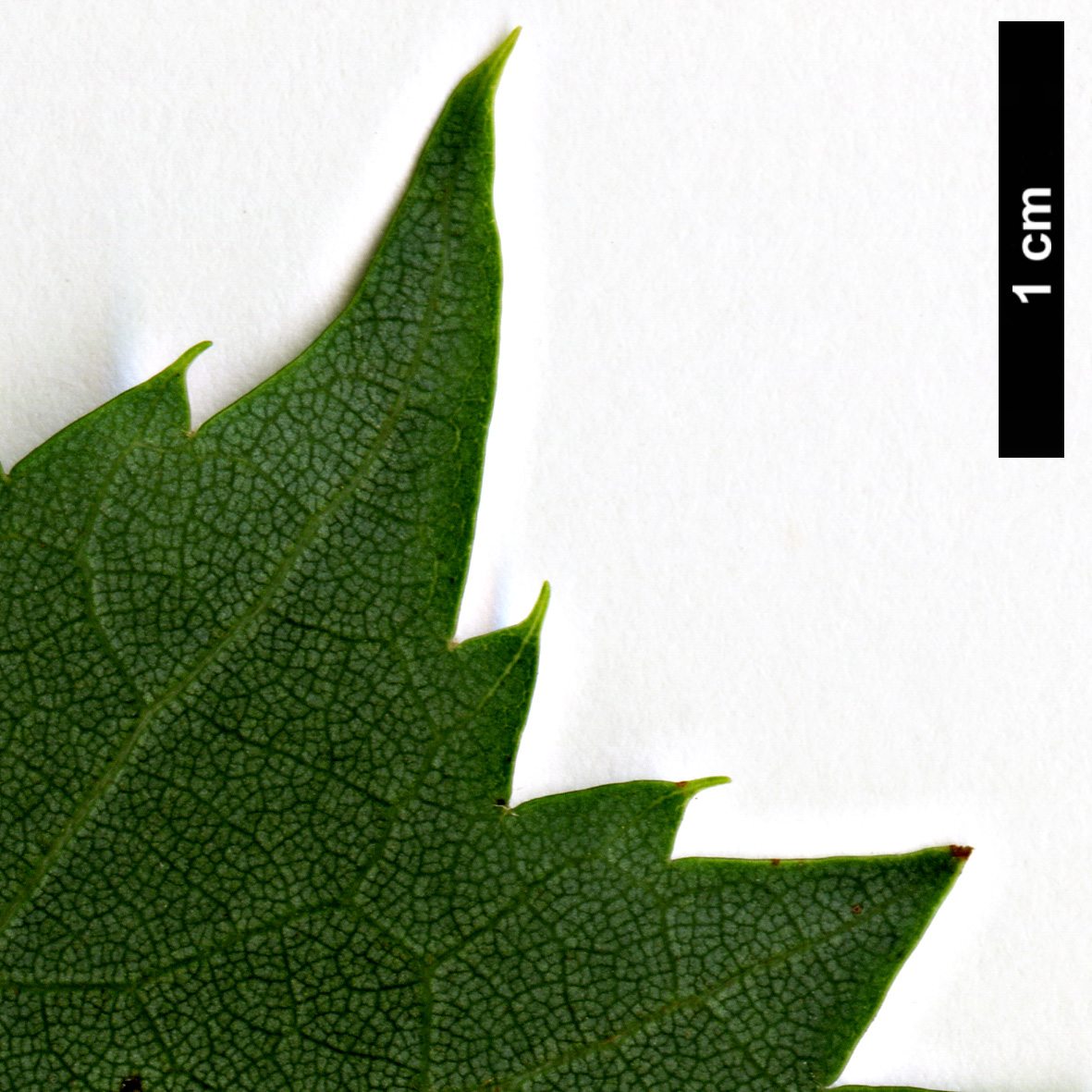 High resolution image: Family: Malvaceae - Genus: Tilia - Taxon: mongolica 